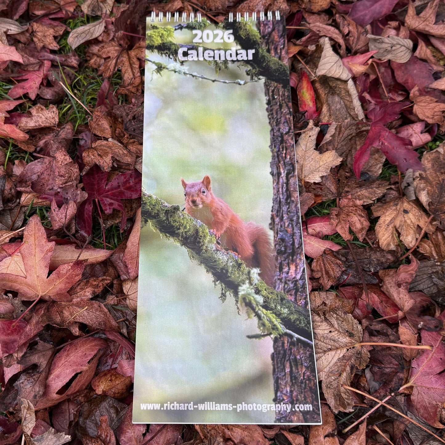 2026 Red Squirrel Calendar
