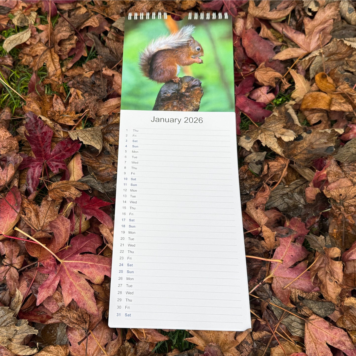 2026 Red Squirrel Calendar