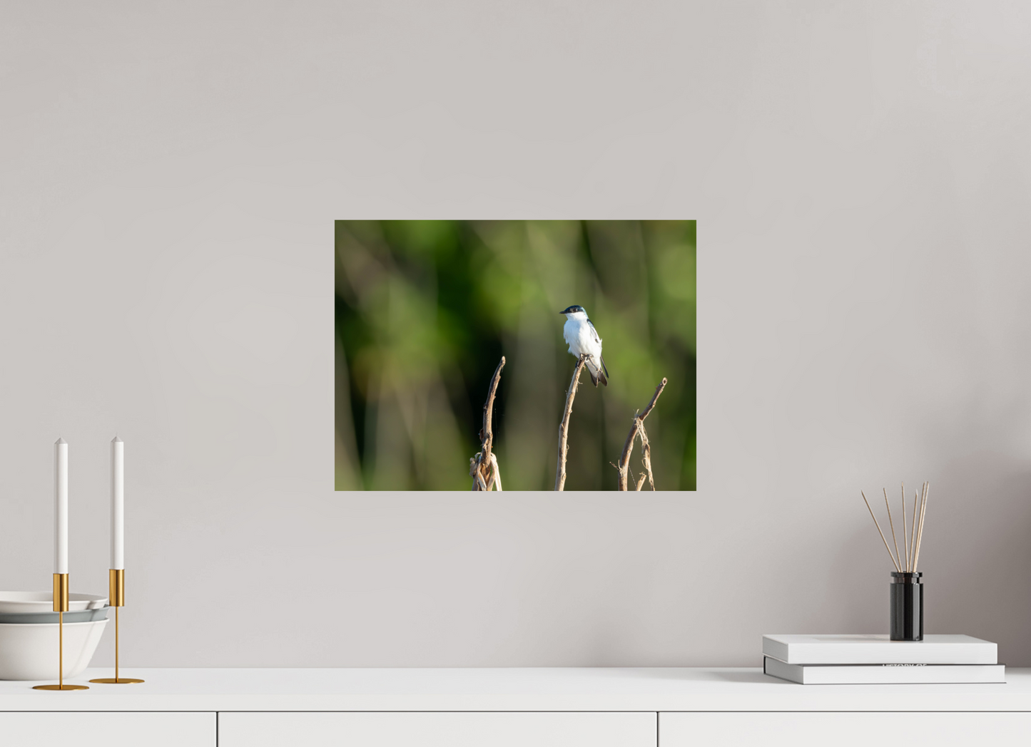 White-Winged Swallow