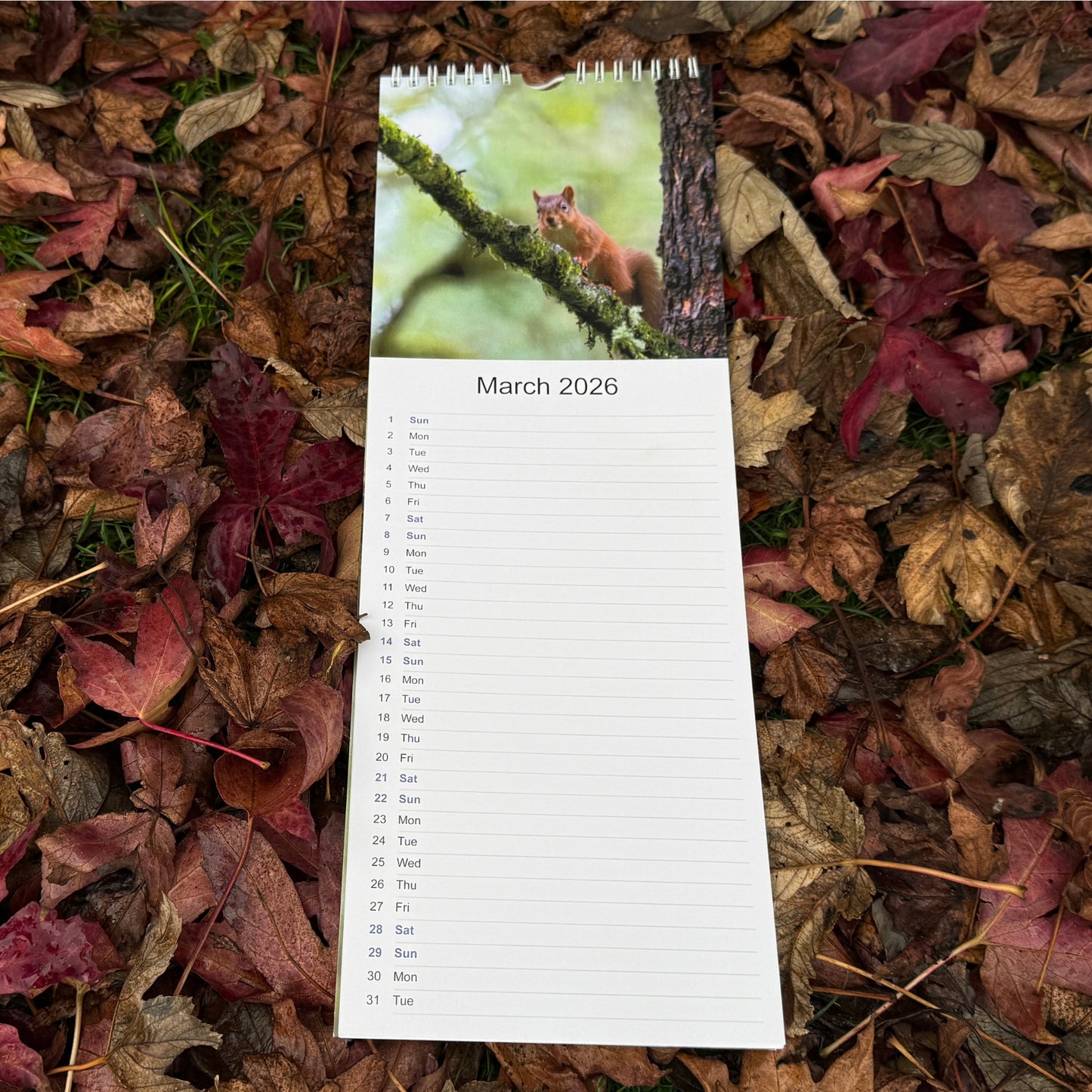 2026 Red Squirrel Calendar