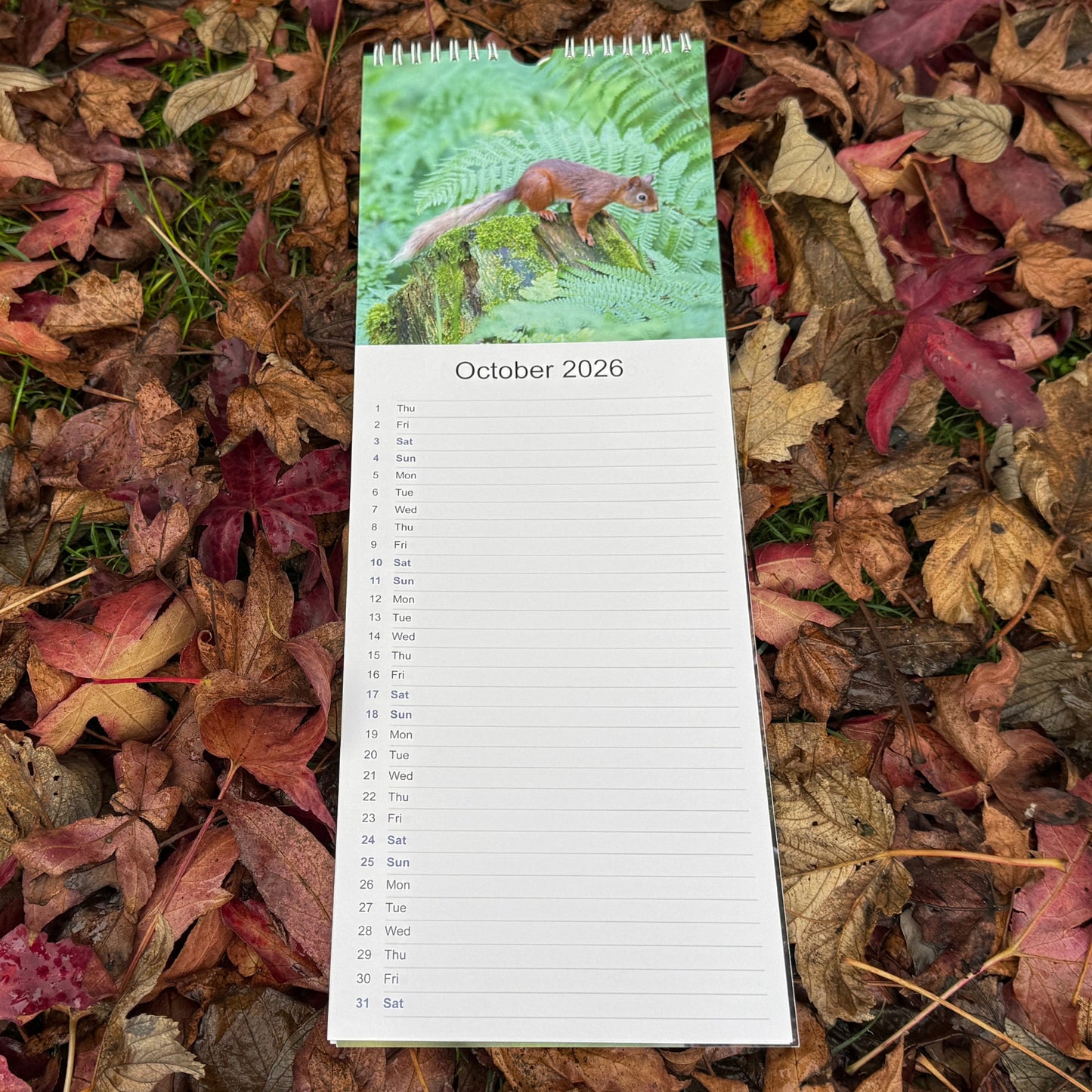 2026 Red Squirrel Calendar