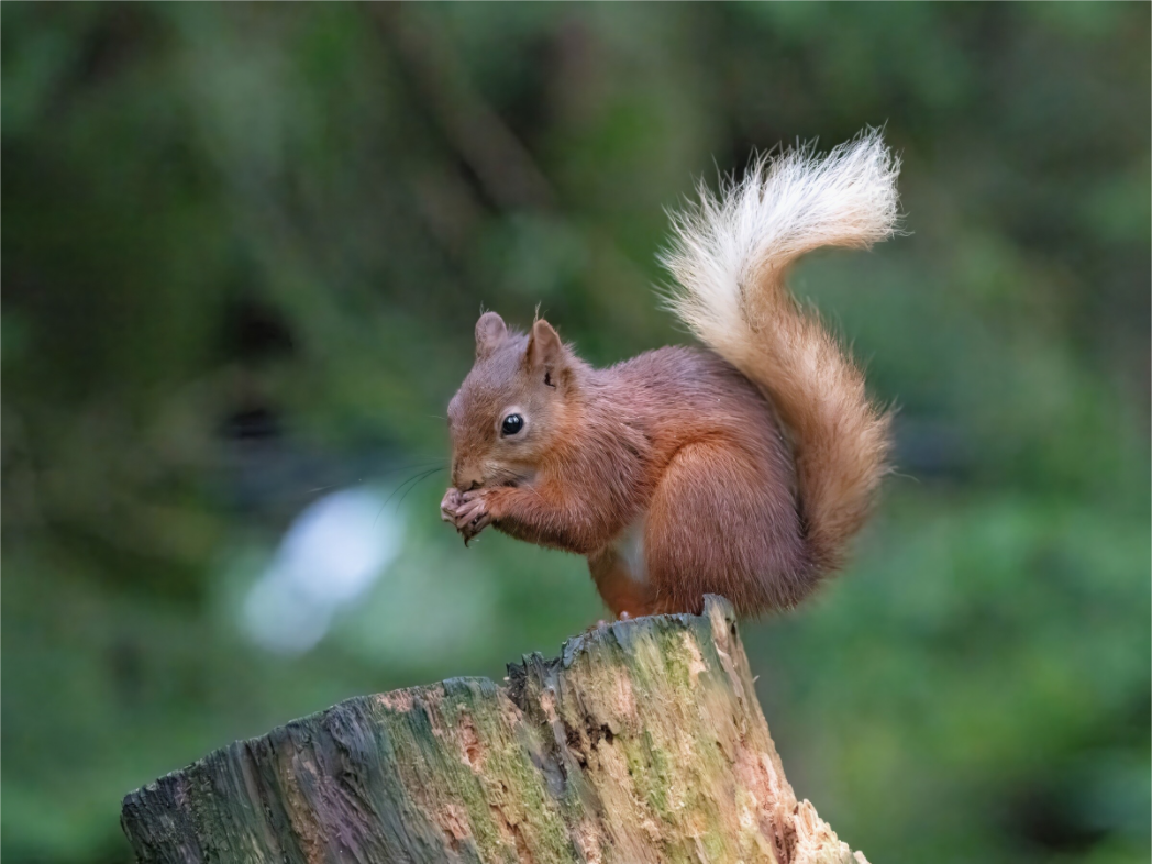 Red Squirrel