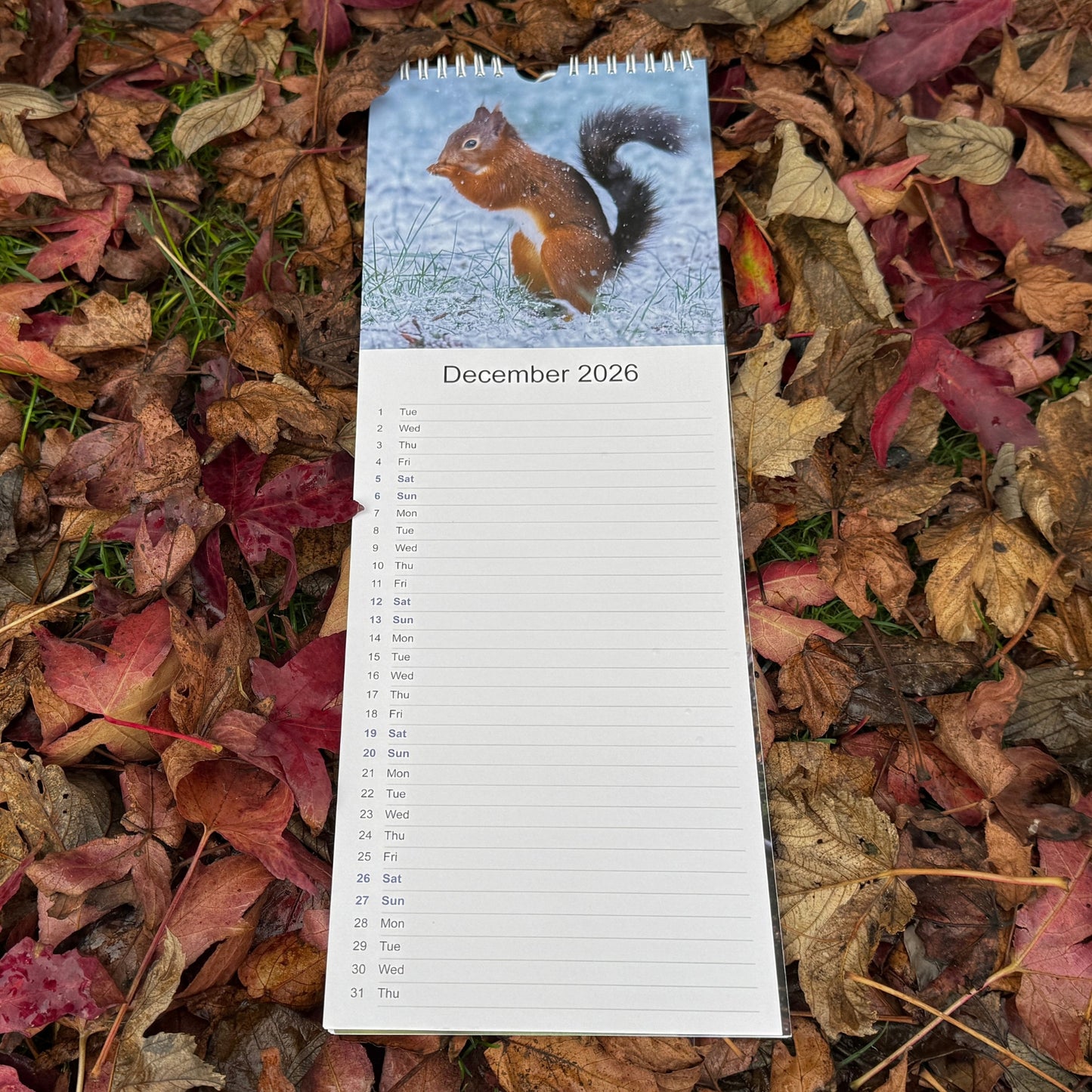2026 Red Squirrel Calendar