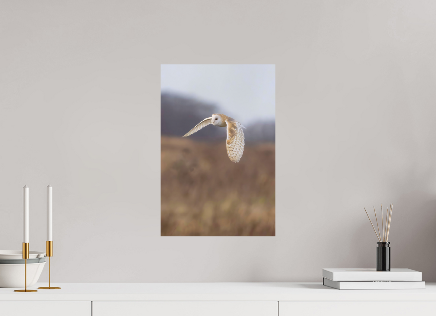 Barn Owl in Flight