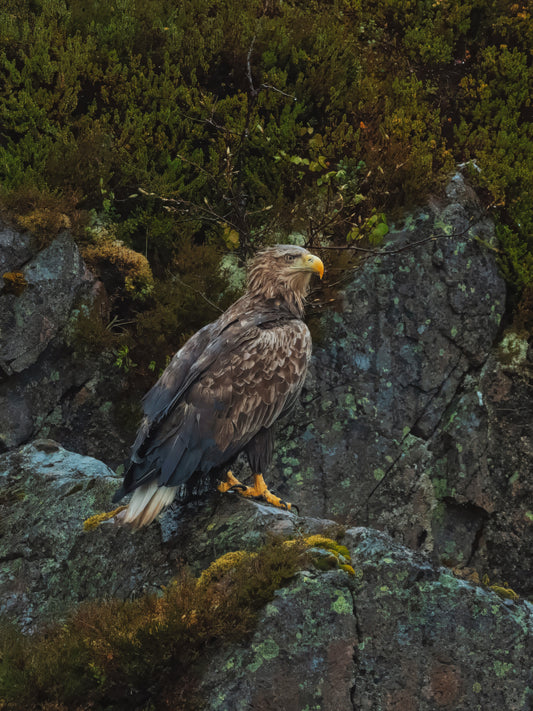 Limited Edition White Tailed Eagle Print
