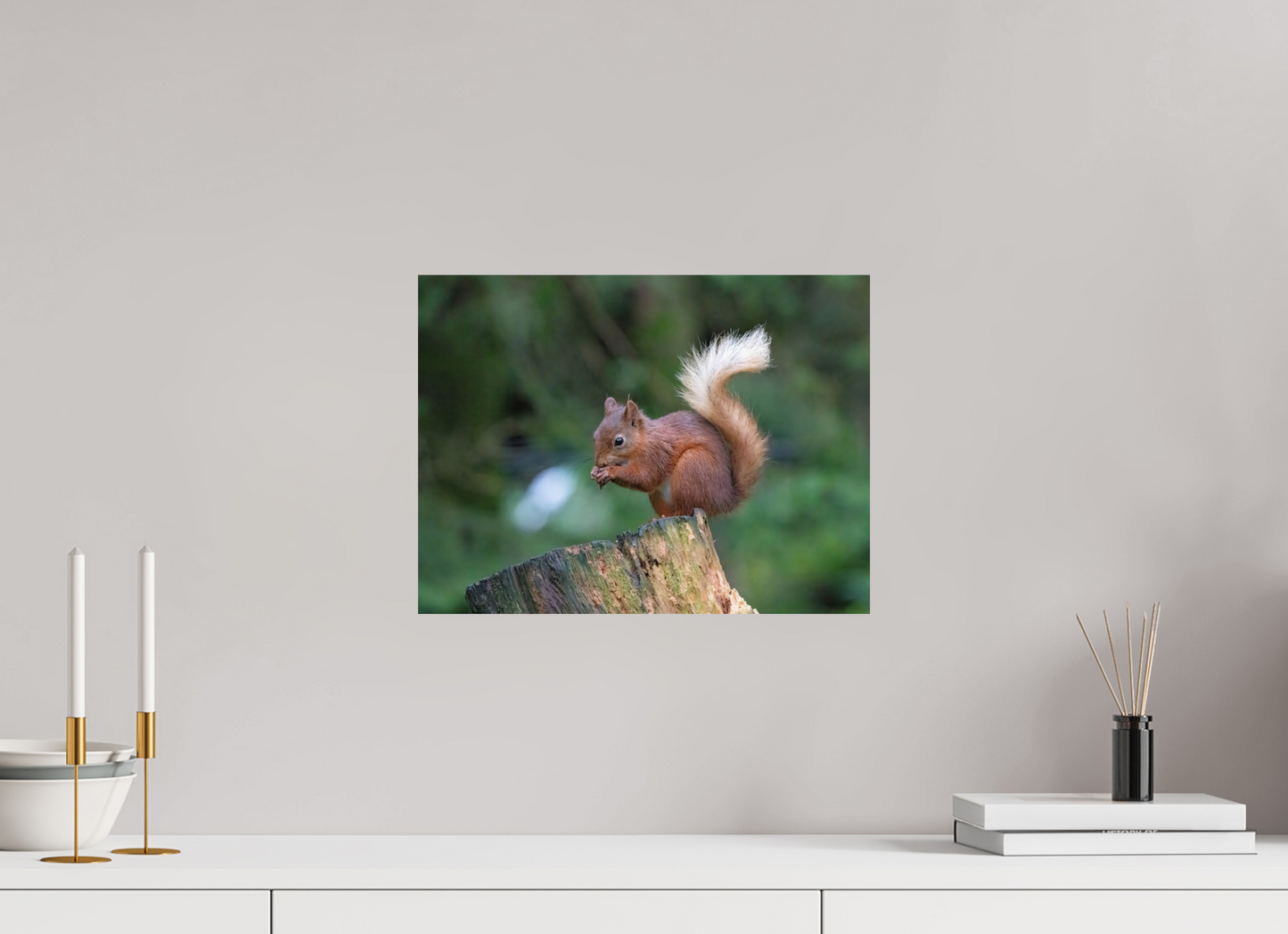 Red Squirrel