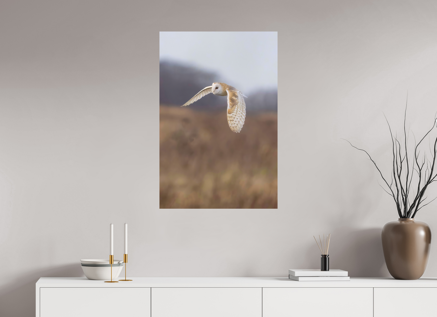 Barn Owl in Flight