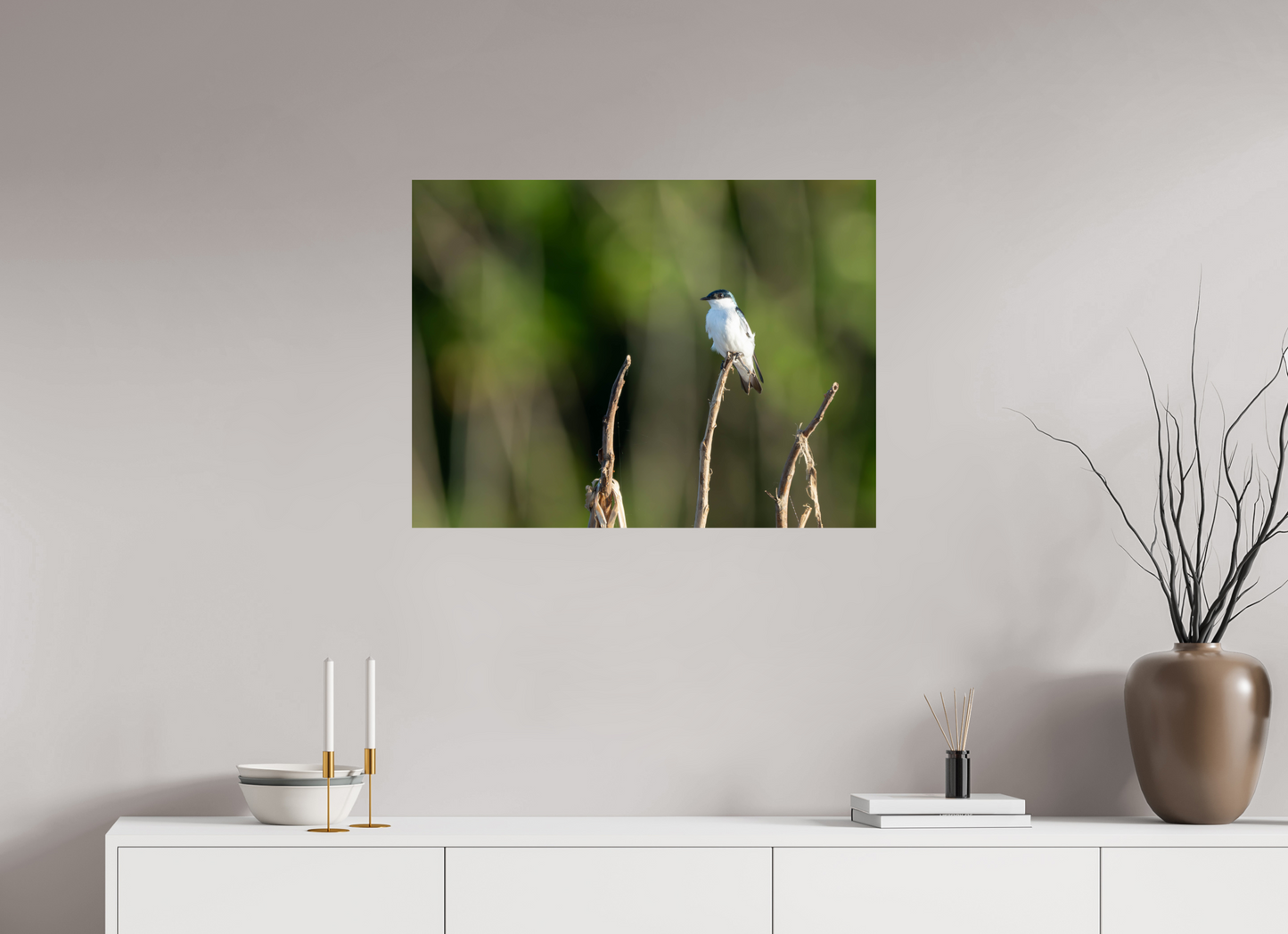 White-Winged Swallow